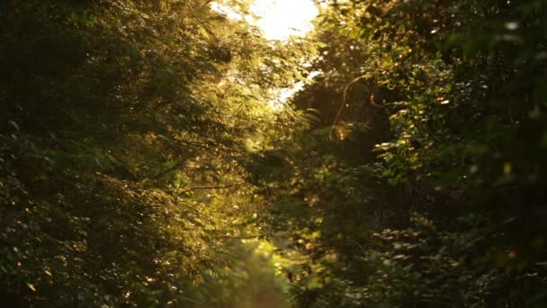 Vídeo Selva Misteriosa — Vídeo de Stock