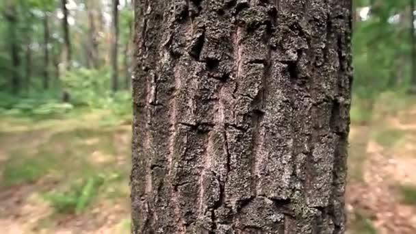 Vídeo Tronco Árvore — Vídeo de Stock
