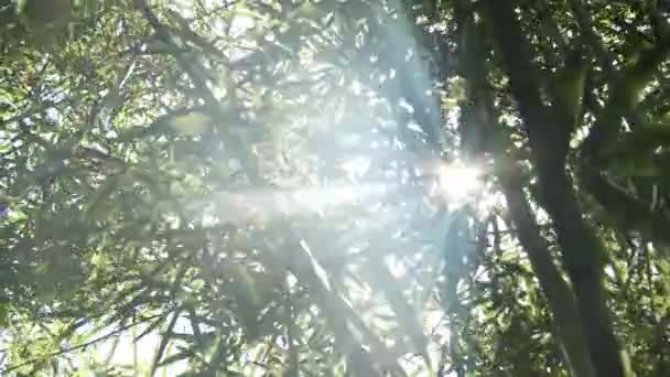 Transición Luz Bambú Zen — Vídeos de Stock