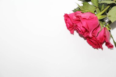 Üç kırmızı gül buketi beyaz bir arka plan üzerinde yatıyor. Fotoğraf tebrik kartı için uygun.