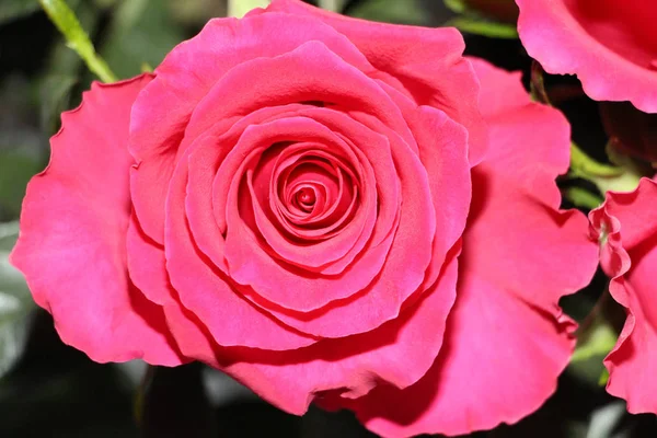 Uma Rosa Vermelha Com Grande Botão Aberto Rosa Sobre Fundo — Fotografia de Stock