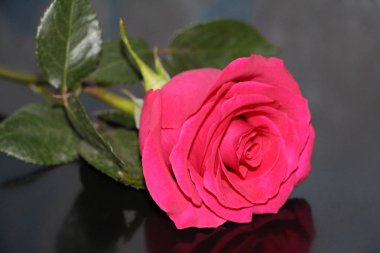 Bir kırmızı bir koyu arka plan yakın çekim yükseldi. Güzel bir büyük gül tomurcuğu açtı.