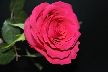 Bir kırmızı bir koyu arka plan yakın çekim yükseldi. Güzel bir büyük gül tomurcuğu açtı.