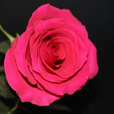 Bir kırmızı bir koyu arka plan yakın çekim yükseldi. Güzel bir büyük gül tomurcuğu açtı.