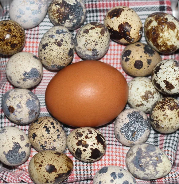 Много перепелиных яиц и одна коричневая курица . — стоковое фото