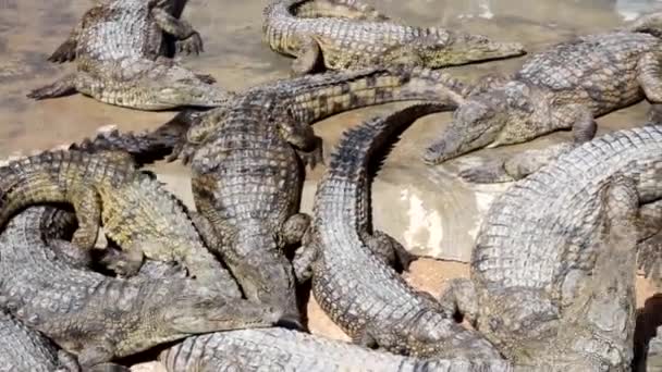 Beaucoup de petits crocodiles se prélassent au soleil, s'escaladent et rongent les os. Des crocodiles sur le sable. Été .