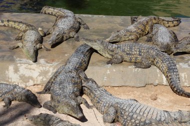 Timsahlar güneşin altında güneşlenmek, kumun üzerinde yalan, yemek ve eğlence.