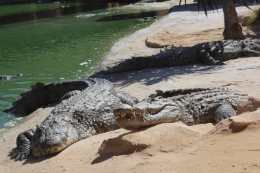 Timsahlar güneşin altında güneşlenmek, kumun üzerinde yalan, yemek ve eğlence.
