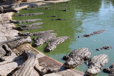 Timsahlar güneşin altında güneşlenmek, kumun üzerinde yalan, yemek ve eğlence.