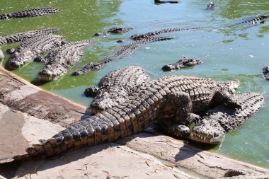 Timsahlar güneşin altında güneşlenmek, kumun üzerinde yalan, yemek ve eğlence.