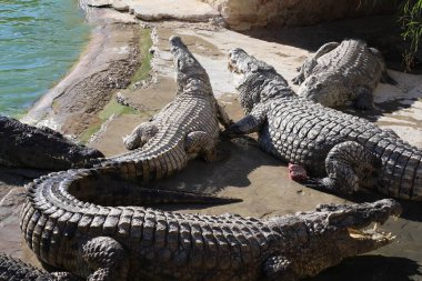 Timsahlar güneşin altında güneşlenmek, kumun üzerinde yalan, yemek ve eğlence.