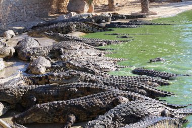 Timsahlar güneşin altında güneşlenmek, kumun üzerinde yalan, yemek ve eğlence.