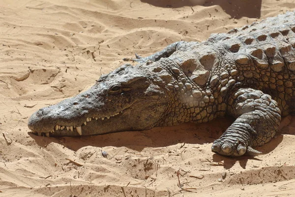 Krokodýli vyhřívat na slunci, ležet na písku, jíst a skotačí. — Stock fotografie