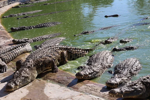 Crocodilii se basc în soare, se întind pe nisip, mănâncă și se freacă . — Fotografie, imagine de stoc