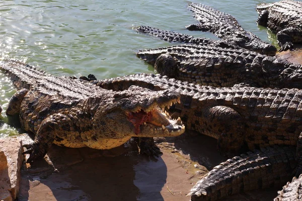 Krokodillen koesteren in de zon liggen op het zand, eten en stoeien. — Stockfoto