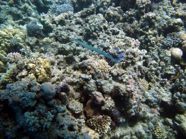 Kızıl Deniz - güzel parlak balık, mercan, turkuaz su güzelliği.