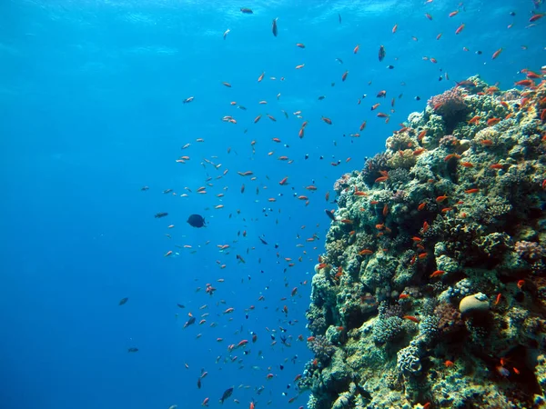 The beauty of the red sea - beautiful bright fish, coral, turquoise water.