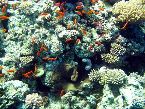 The beauty of the red sea - beautiful bright fish, coral, turquoise water.