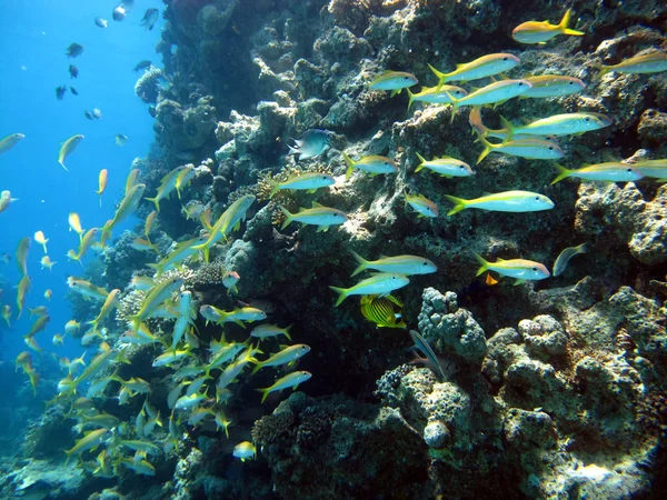 Piękno Morza Czerwonego - piękne jasne ryby, Koral, turkus wody. — Zdjęcie stockowe