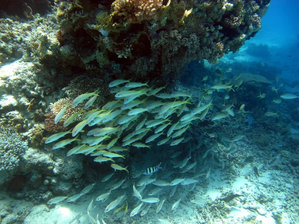 Piękno Morza Czerwonego - piękne jasne ryby, Koral, turkus wody. — Zdjęcie stockowe