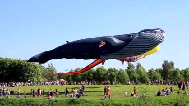 Moskau 2018 Drachen Fliegen Den Himmel Drachenfest Gibt Viele Bunte — Stockvideo