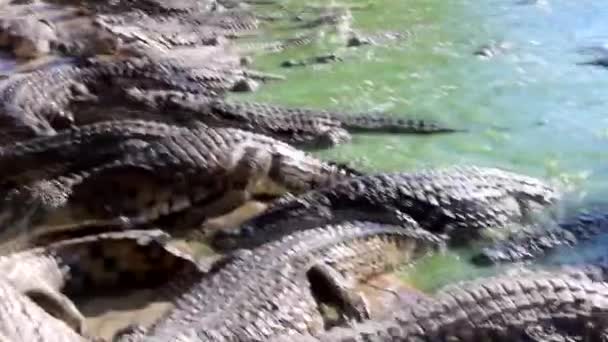 Alimentar Crocodilos Numa Quinta Crocodilos Crocodilos Reúnem Lugar Para Alimentá — Vídeo de Stock