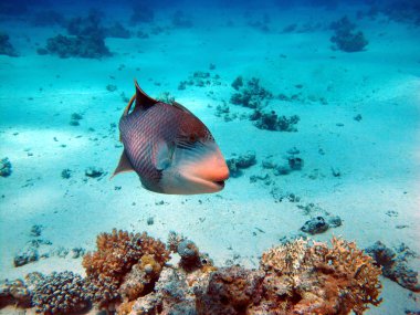 The triggerfish is a beautiful fish with an unusual body structure. clipart