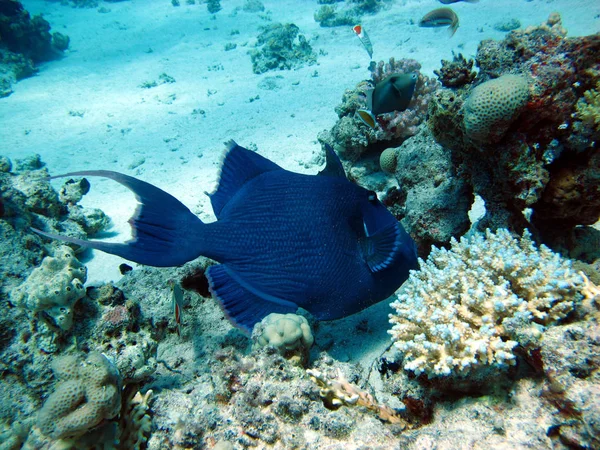 The triggerfish is a beautiful fish with an unusual body structure.