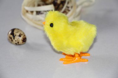 Yuvanın yanında sarı piliç. Yuvada bıldırcın yumurtası.