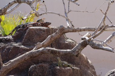 Gizli iguana bulmak, onlar iyi maske edebiliyoruz.
