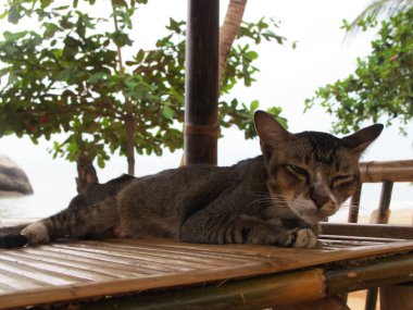 Siyam kedisi masada yatıyor, dinleniyor. Kitten doğada yatıyor.