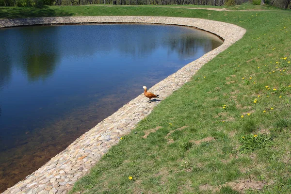 One duck walks on the bank of the pond.