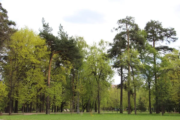 Bosque mixto - coníferas y árboles de hoja caduca en el mismo bosque . — Foto de Stock