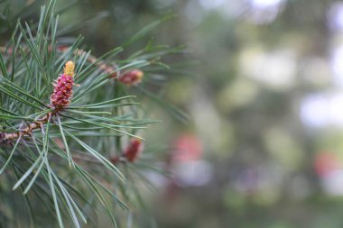 Çam kozalağı kökeni. Yeni çam kozalağı. Genç koniler ile çam dalı.