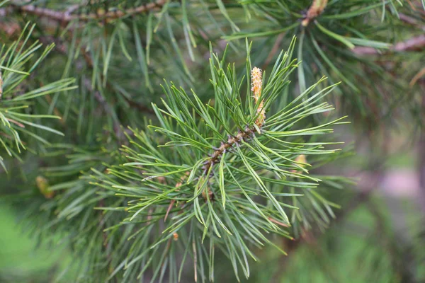 El origen de los conos de pino. Bosque de pino en primavera . —  Fotos de Stock