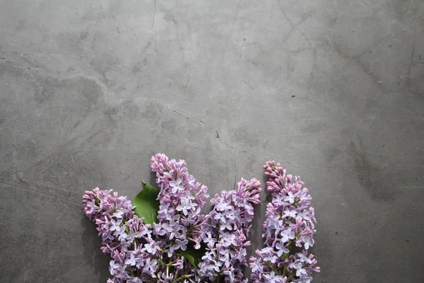 Bouquet de lilas se trouve sur un fond gris. Table vintage. Bouquet de lilas . — Photo