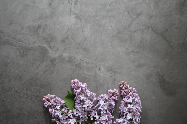 Bouquet de lilas se trouve sur un fond gris. Table vintage. Bouquet de lilas . — Photo