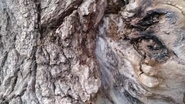 Orman Karıncaları Bir Ağacın Kabuğu Boyunca Koşarlar Birçok Karınca Bir — Stok video