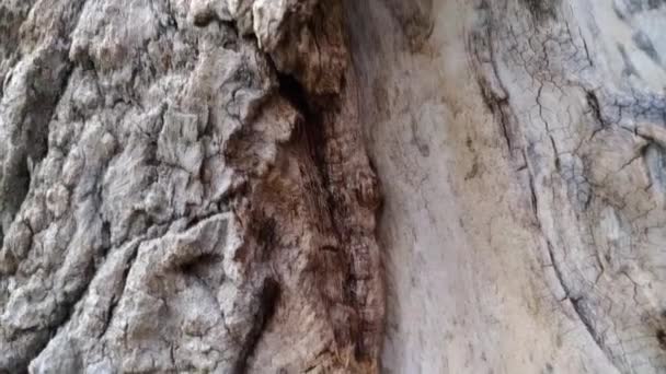 Les Fourmis Forestières Courent Long Écorce Arbre Beaucoup Fourmis Construisent — Video