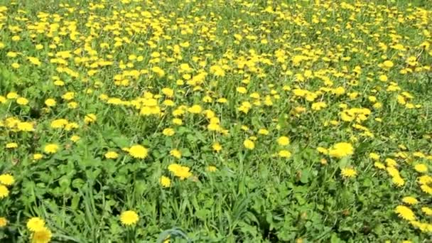 野原にはタンポポの花がたくさん咲いています 野原の黄色い花 — ストック動画