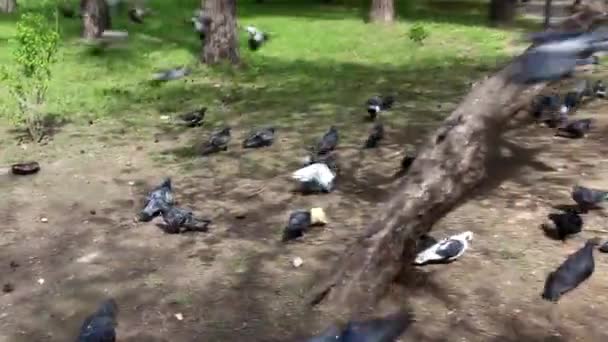 Lot Pigeons Flew Eat Pigeons Park Arrive Feeding Hungry Pigeons — Stock Video