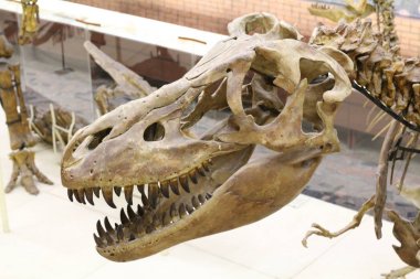 Paleontological Museum. Skulls and skeletons of dinosaurs. clipart