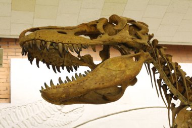 Paleontoloji Müzesi. Dinozorların kafatasları ve iskeletleri.