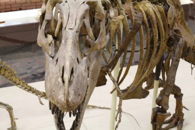 Paleontoloji Müzesi. Dinozorların kafatasları ve iskeletleri.
