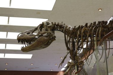 Paleontoloji Müzesi. Dinozorların kafatasları ve iskeletleri.