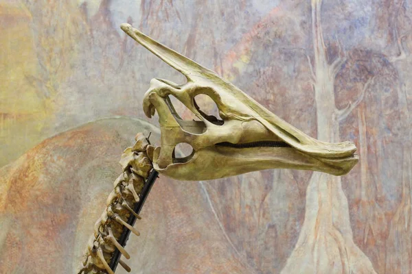Paleontologické muzeum. Lebky a kostry dinosaurů. — Stock fotografie