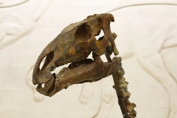 고생물학 박물관. 공룡의 두개골과 해골. — 스톡 사진