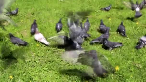 Muchas Palomas Caminan Sobre Hierba Verde Las Aves Verano Las — Vídeos de Stock