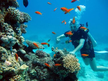 Kızıldeniz'de bir dalgıç. Çok güzel balıklar.