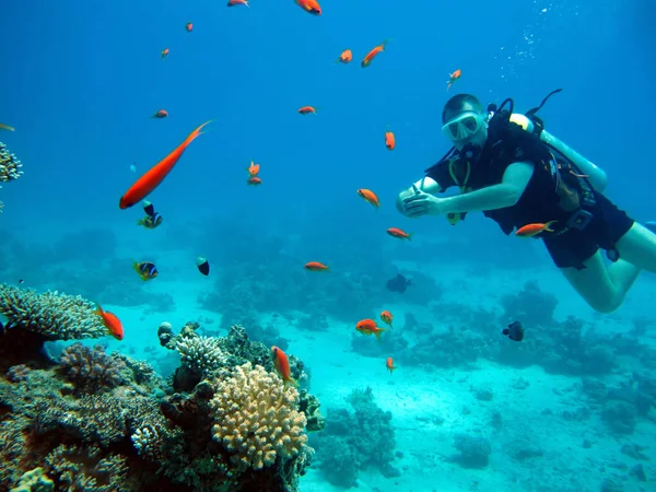 Um mergulhador no Mar Vermelho. Muitos peixes bonitos . — Fotografia de Stock